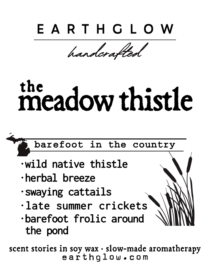 The Meadow Thistle