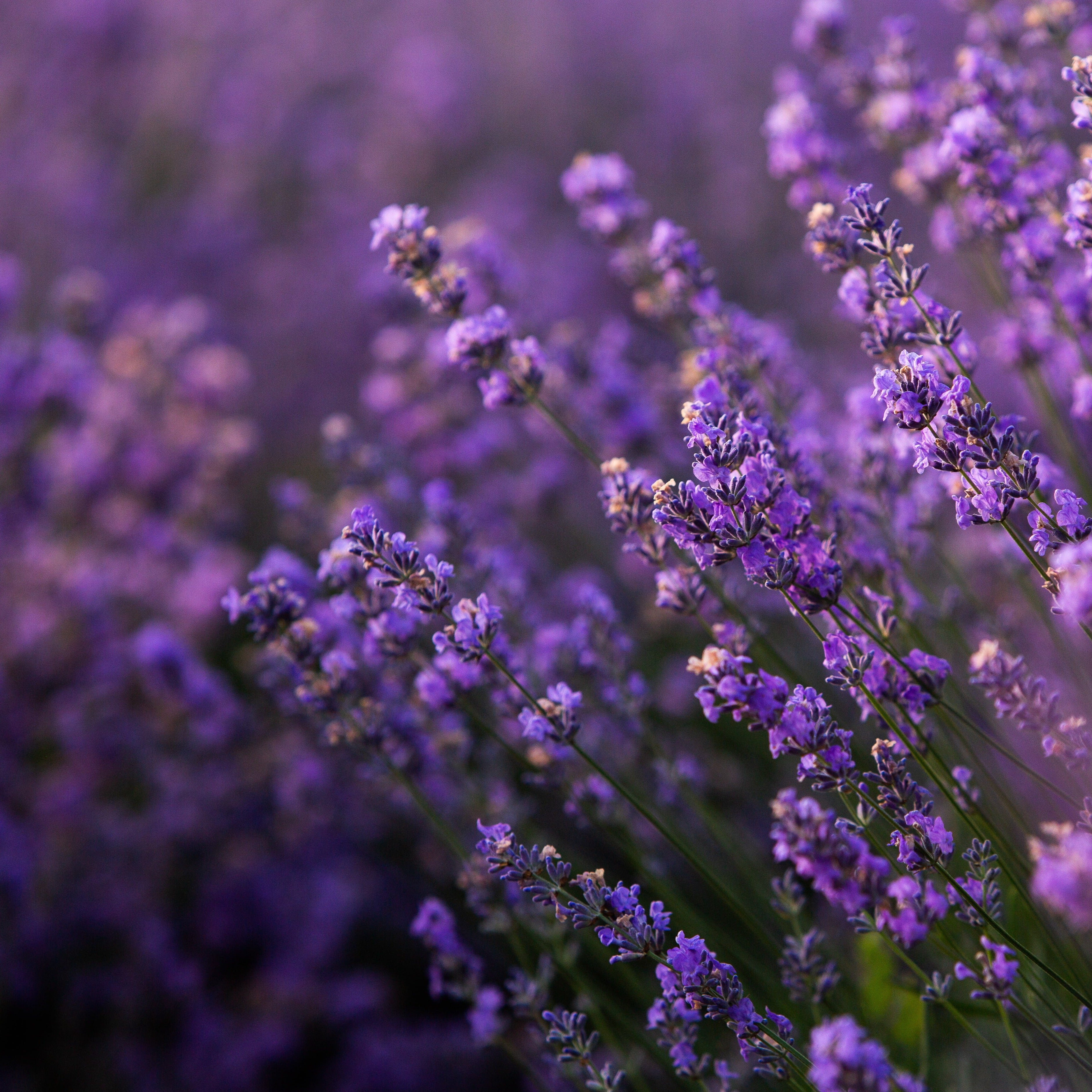 Lavender Zen